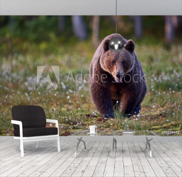 Picture of Brown bear frontally